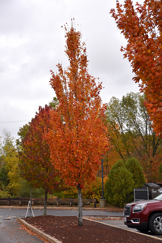 Armstrong Gold Red Maple (Acer rubrum 'JFS-KW78') at Weston Nurseries