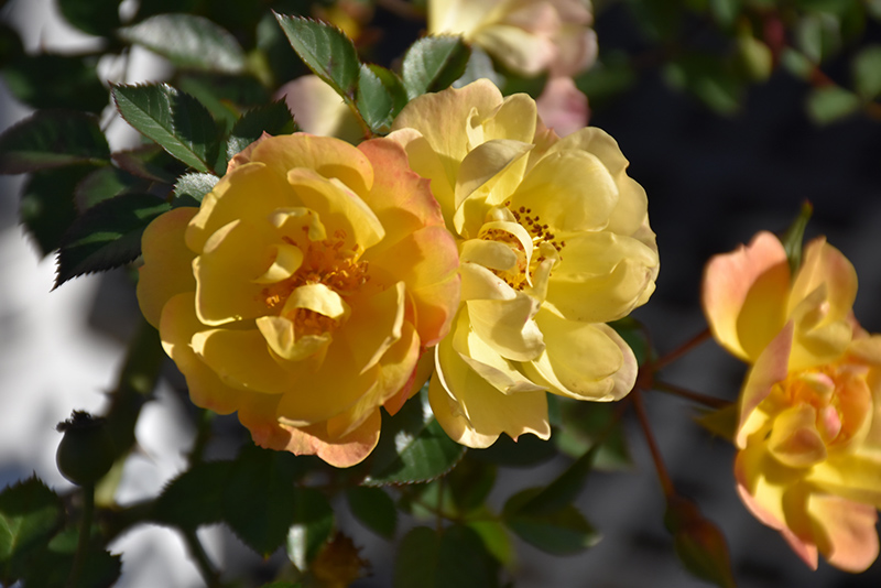 Sunshine Happy Trails Rose (Rosa 'WEKsusacofloc') at Weston Nurseries