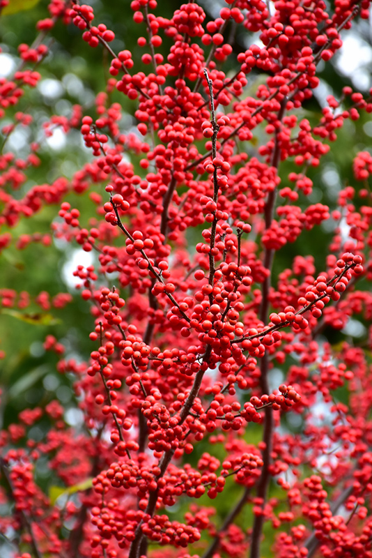 Winter Red Winterberry (Ilex verticillata 'Winter Red') at Weston Nurseries