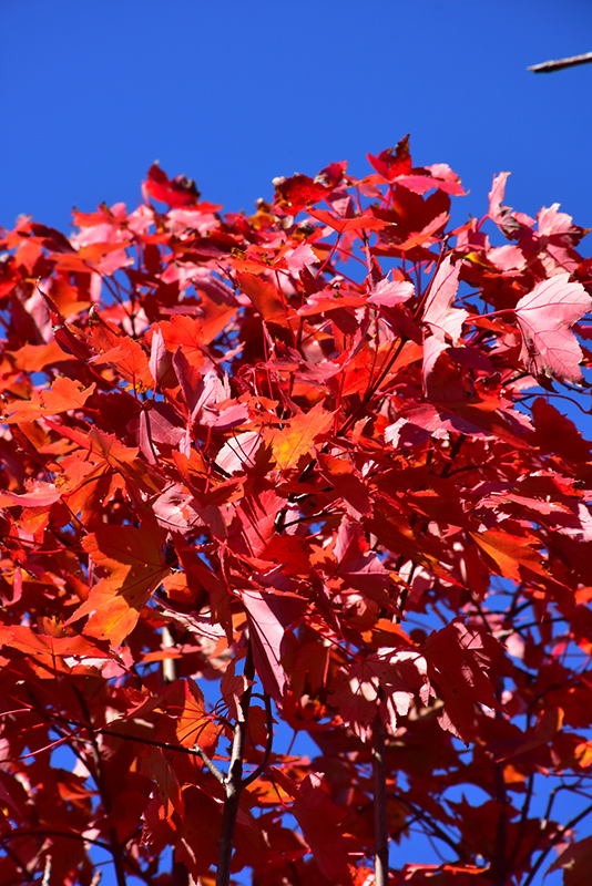 October Glory Red Maple (Acer rubrum 'October Glory') at Weston Nurseries