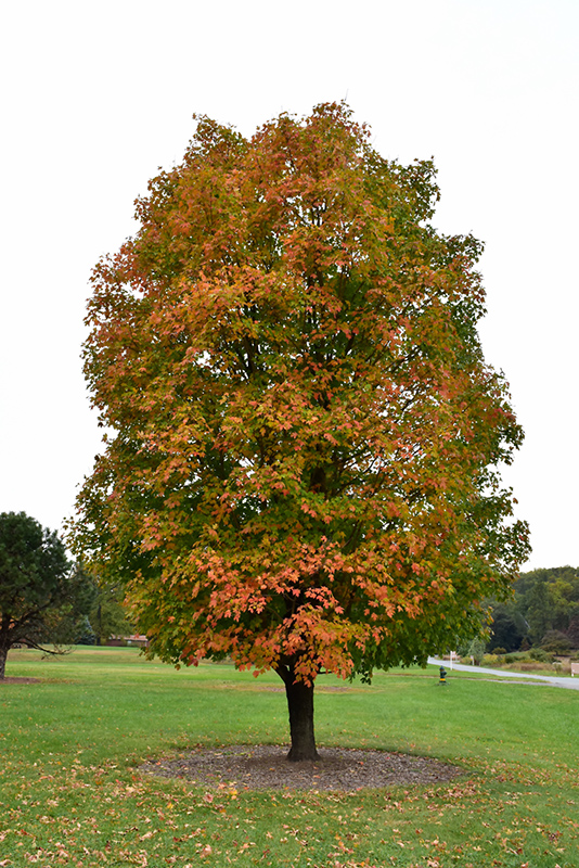 Sugar Maple (Acer saccharum) in Boston Hopkinton ...