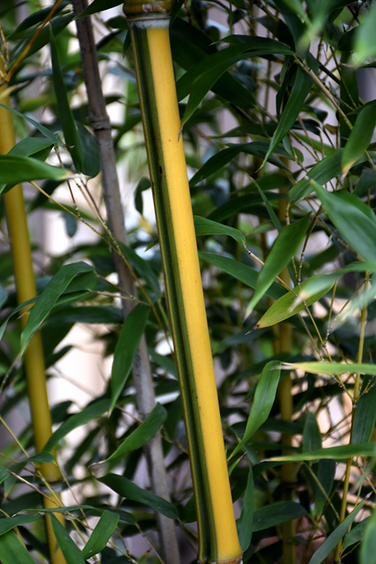 Green Stripe Bamboo (Phyllostachys aureosulcata 'Spectabilis') at Weston Nurseries