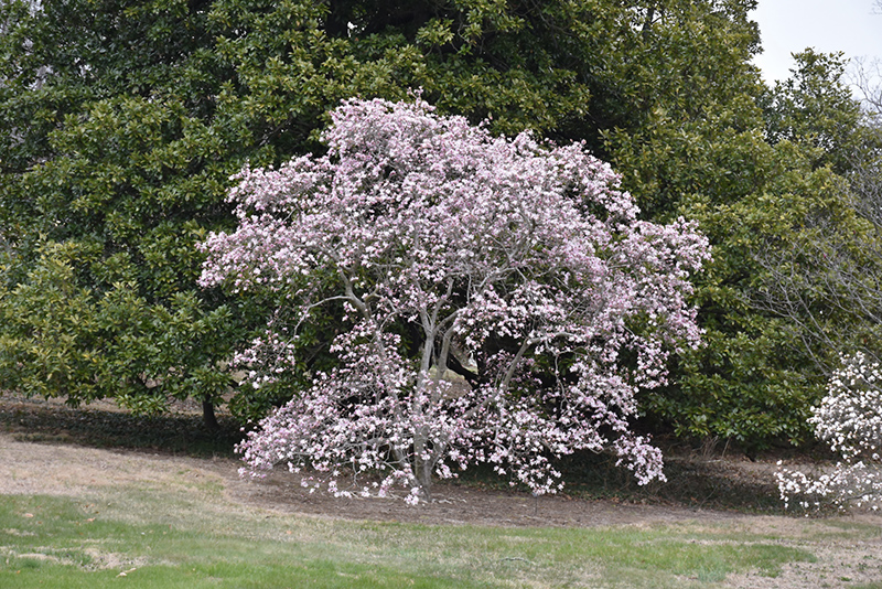 Leonard Messel Magnolia (Magnolia x loebneri 'Leonard Messel') at Weston Nurseries