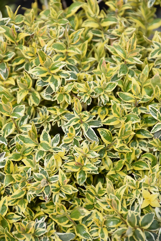 Radiance Abelia (Abelia x grandiflora 'Radiance') at Weston Nurseries
