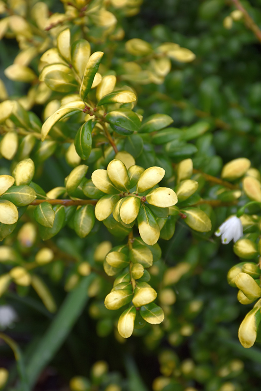 Drops Of Gold Japanese Holly (Ilex crenata 'Drops Of Gold') at Weston Nurseries