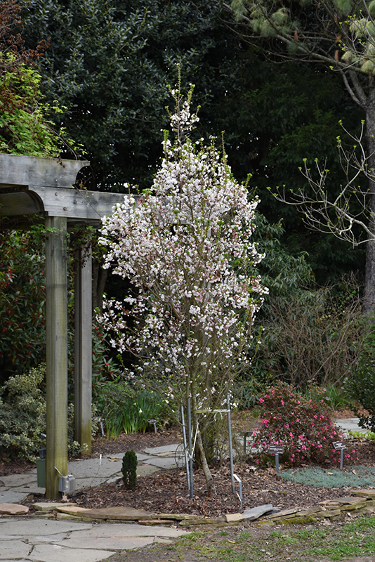 Zuzu Fuji Cherry (Prunus incisa 'Rinpo') at Weston Nurseries