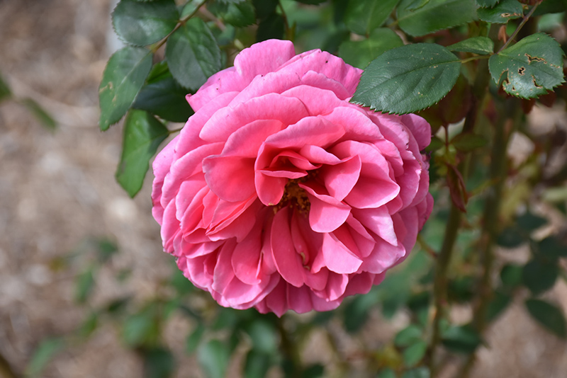 Dee-Lish Rose (Rosa 'Meiclusif') at Weston Nurseries