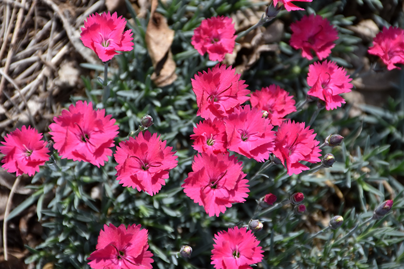 Paint The Town Magenta Pinks (Dianthus 'Paint The Town Magenta') at Weston Nurseries
