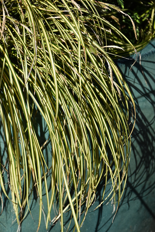 EverColor Eversheen Japanese Sedge (Carex oshimensis 'Eversheen') at Weston Nurseries