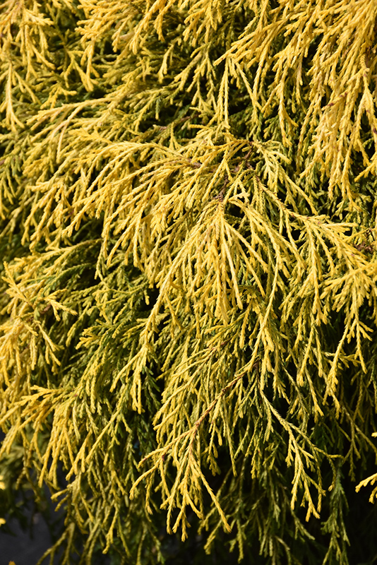 Paul's Gold Threadleaf Falsecypress (Chamaecyparis pisifera 'Paul's Gold') at Weston Nurseries
