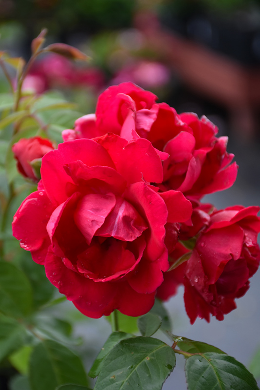 Blaze Rose (Rosa 'Blaze') at Weston Nurseries