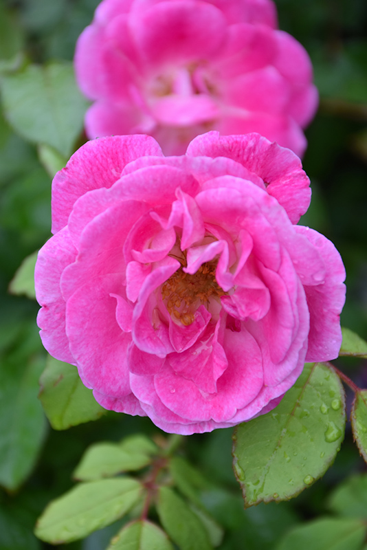 Easy To Please Rose (Rosa 'WEKfawibyblu') at Weston Nurseries