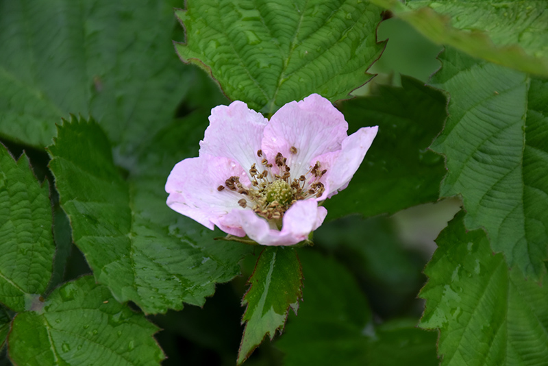 Arapaho Blackberry (Rubus 'Arapaho') at Weston Nurseries