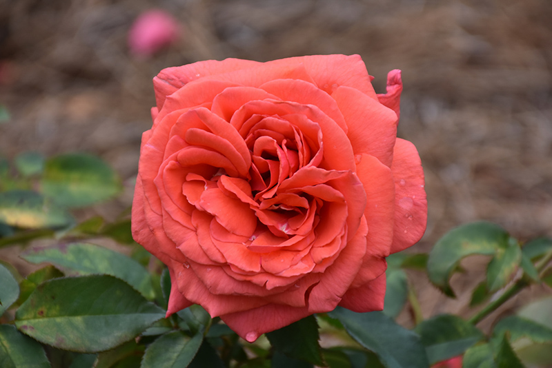 Fragrant Cloud Rose (Rosa 'Fragrant Cloud') at Weston Nurseries