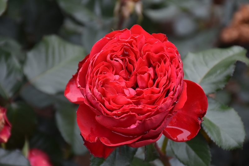 Traviata Rose (Rosa 'Meilavio') at Weston Nurseries