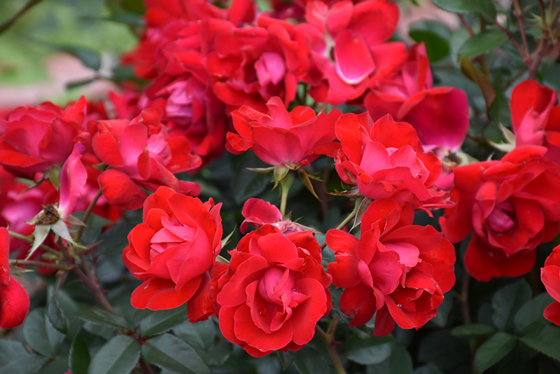 Kardinal Kolorscape Rose (Rosa 'KORsixkono') at Weston Nurseries
