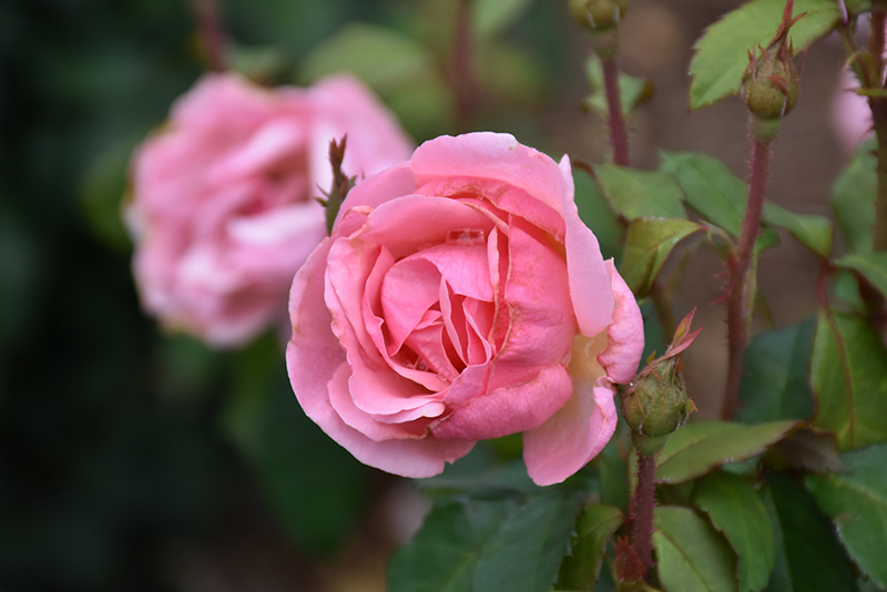 Peachy Keen Rose (Rosa 'Radgor') at Weston Nurseries
