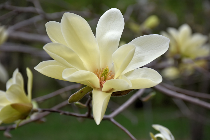 Gold Star Magnolia (Magnolia 'Gold Star') at Weston Nurseries