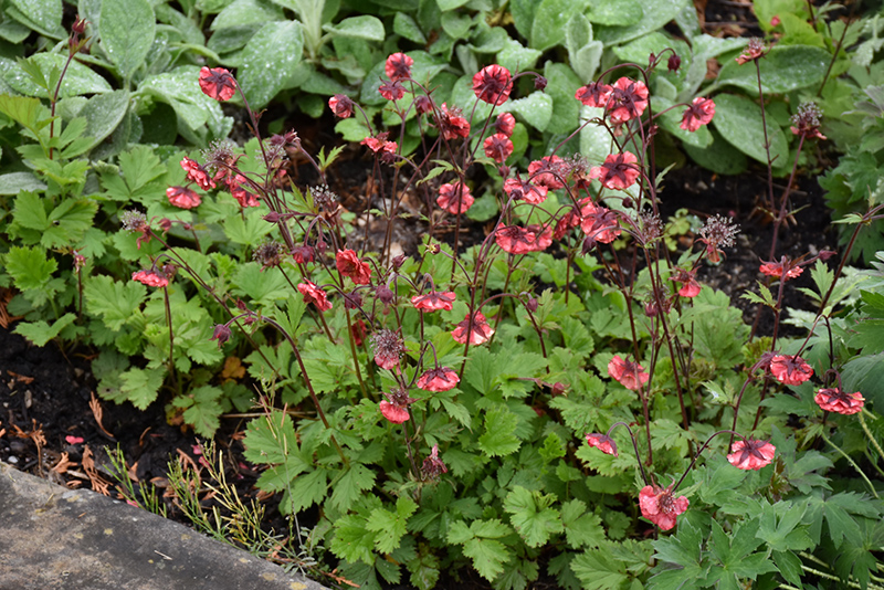 Flames of Passion Avens (Geum 'Flames of Passion') at Weston Nurseries