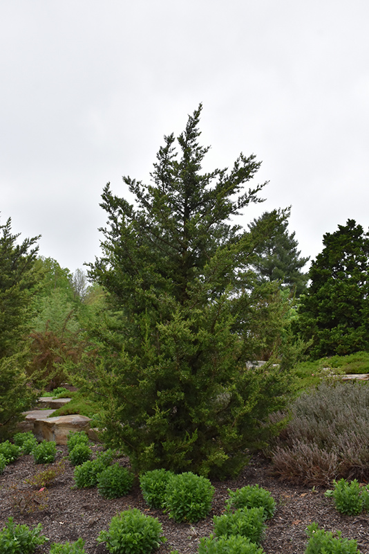 Fairview Juniper (Juniperus chinensis 'Fairview') at Weston Nurseries
