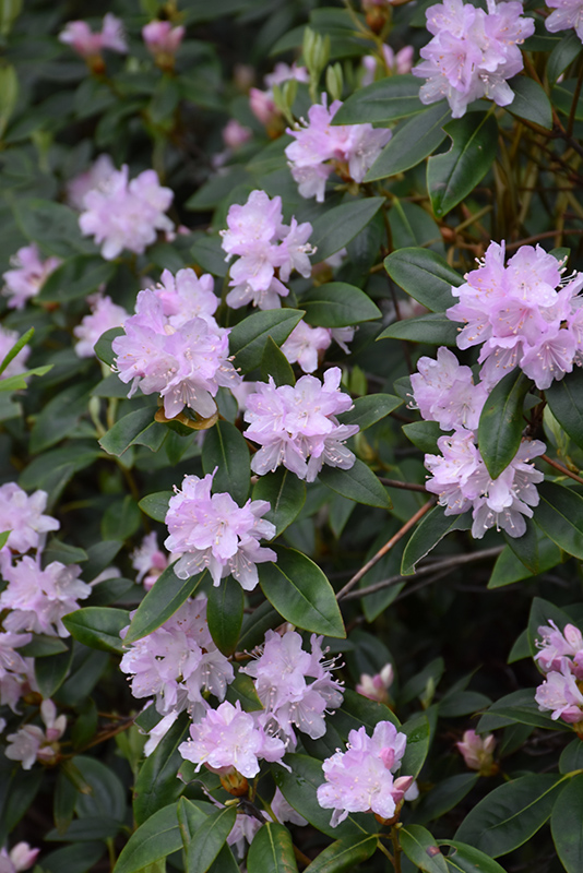 Carolina Rhododendron (Rhododendron carolinianum) at Weston Nurseries