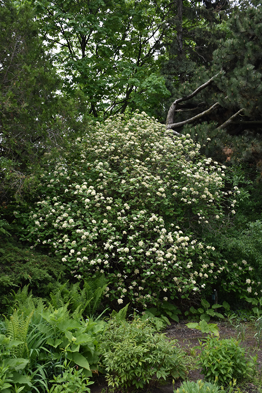 Lantanaphyllum Viburnum (Viburnum x rhytidophylloides) at Weston Nurseries