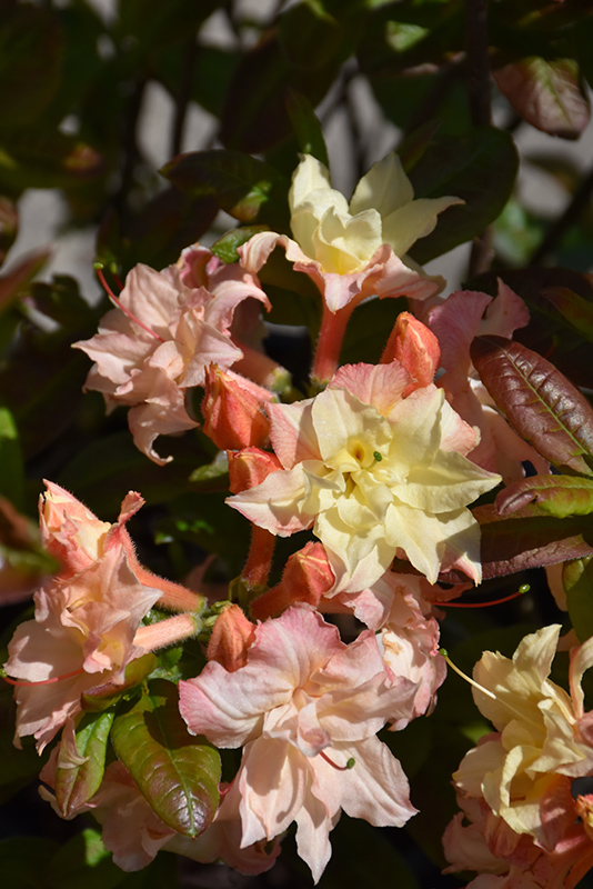 Cannon's Double Azalea (Rhododendron 'Cannon's Double') at Weston Nurseries