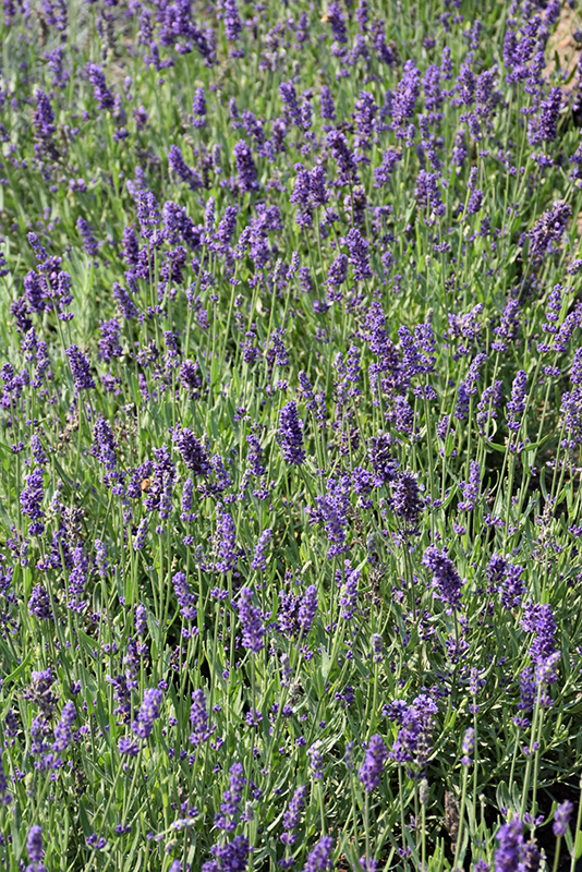 Big Time Blue Lavender (Lavandula angustifolia 'Armtipp01') at Weston Nurseries