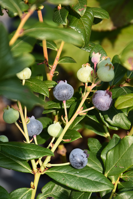 Perpetua Blueberry (Vaccinium 'ORUS-61-1') at Weston Nurseries