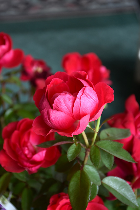 The Grand Champion Rose (Rosa 'Meimacota') at Weston Nurseries