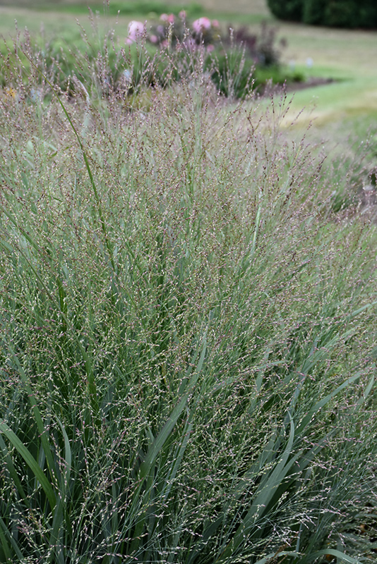 Cape Breeze Switch Grass (Panicum virgatum 'Cape Breeze') at Weston Nurseries