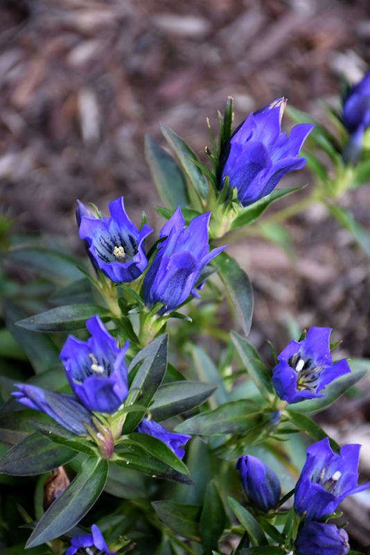 True Blue Gentian (Gentiana 'True Blue') at Weston Nurseries
