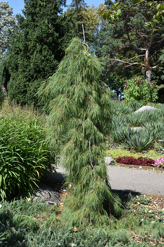 Angel Falls Weeping White Pine (Pinus strobus 'Angel Falls') at Weston Nurseries