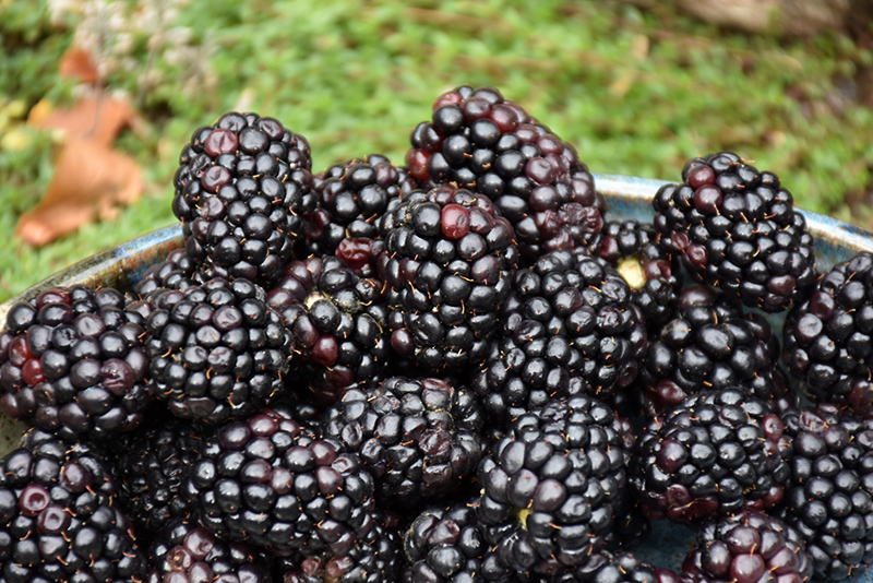 Triple Crown Blackberry (Rubus 'Triple Crown') at Weston Nurseries