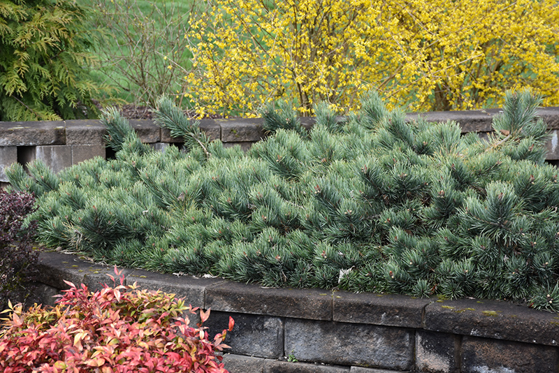 Albyn Prostrate Scotch Pine (Pinus sylvestris 'Albyn Prostrata') at Weston Nurseries