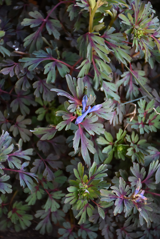 Purple Leaf Corydalis (Corydalis flexuosa 'Purple Leaf') at Weston Nurseries