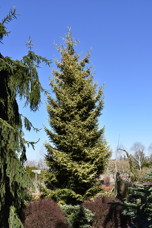 Skylands Golden Spruce (Picea orientalis 'Skylands') at Weston Nurseries