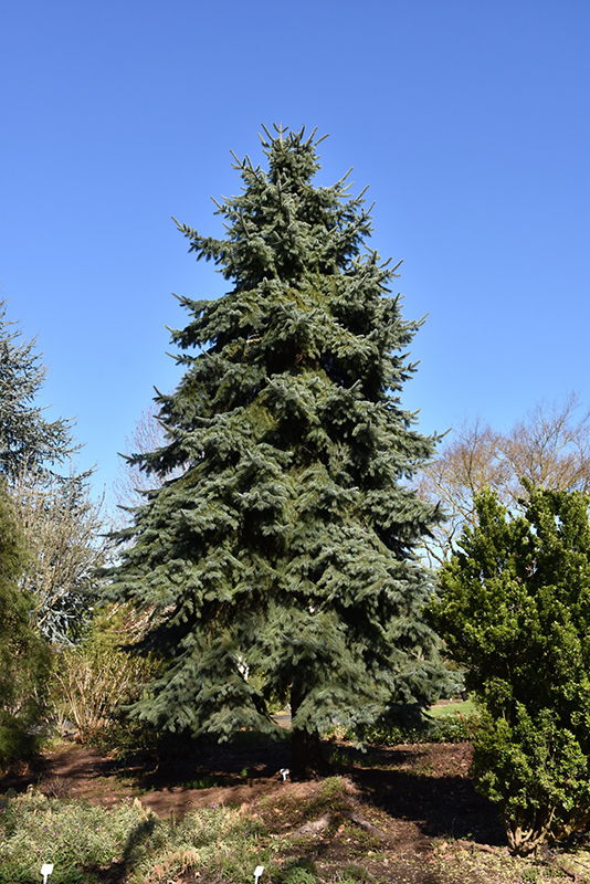 Engelmann Spruce (Picea engelmannii) at Weston Nurseries
