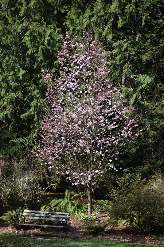 Pink Flair Sargent Cherry (Prunus sargentii 'JFS-KW58') at Weston Nurseries