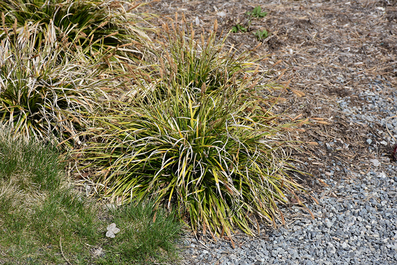 EverColor Everlime Japanese Sedge (Carex oshimensis 'Everlime') at Weston Nurseries