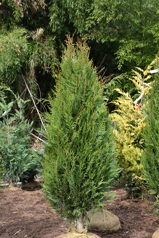 Virescens Red Cedar (Thuja plicata 'Virescens') at Weston Nurseries