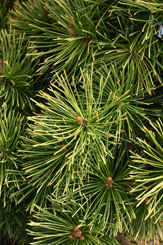 Winter Sun Mugo Pine (Pinus mugo 'Wintersonne') at Weston Nurseries