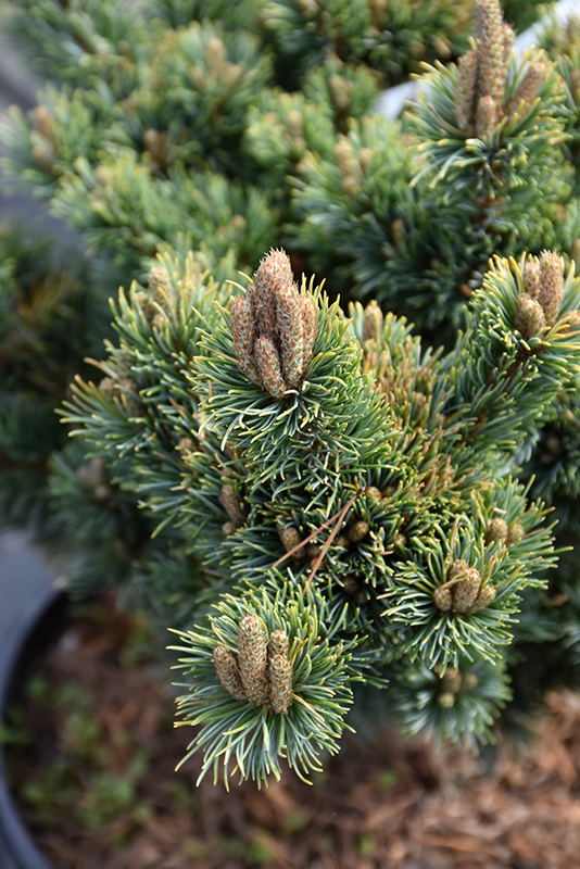 Kinpo Japanese White Pine (Pinus parviflora 'Kinpo') at Weston Nurseries