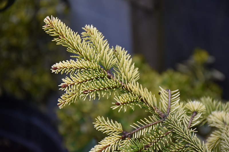 Aurea Jakobsen Norway Spruce (Picea abies 'Aurea Jakobsen') at Weston Nurseries