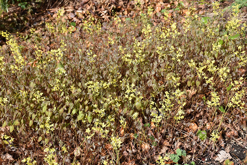 Colchian Barrenwort (Epimedium pinnatum var. colchicum) at Weston Nurseries