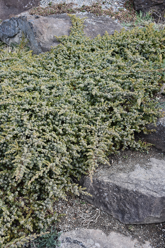 Silver Mist Juniper (Juniperus conferta 'Silver Mist') at Weston Nurseries