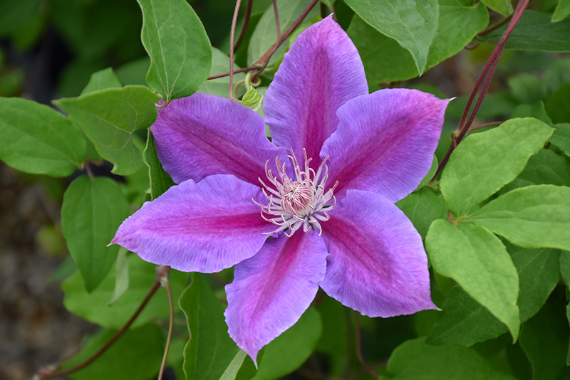 Dr. Ruppel Clematis (Clematis 'Dr. Ruppel') at Weston Nurseries