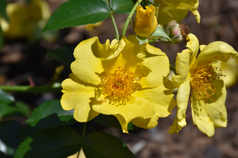 Lemon Fizz Kolorscape Rose (Rosa 'KORfizzlem') at Weston Nurseries