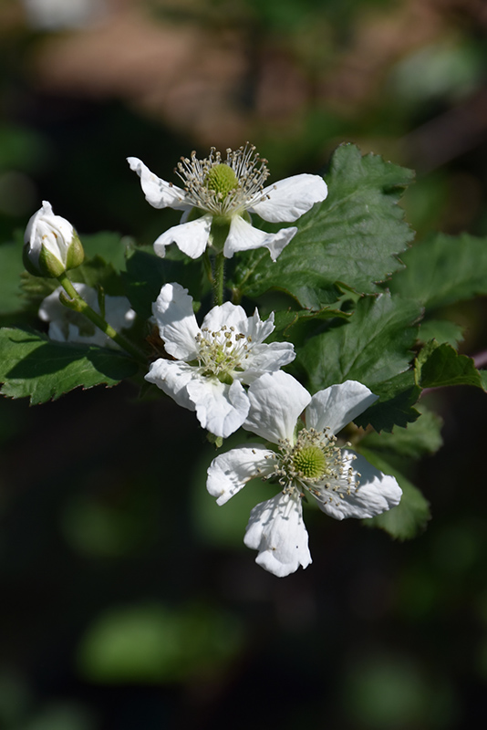 Natchez Thornless Blackberry (Rubus 'Natchez') at Weston Nurseries