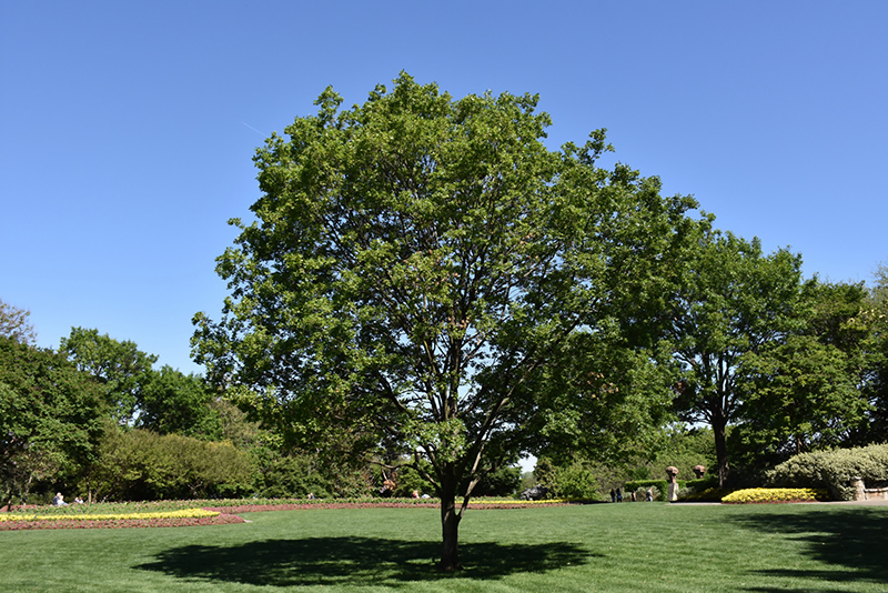 Trident Maple (Acer buergerianum) at Weston Nurseries